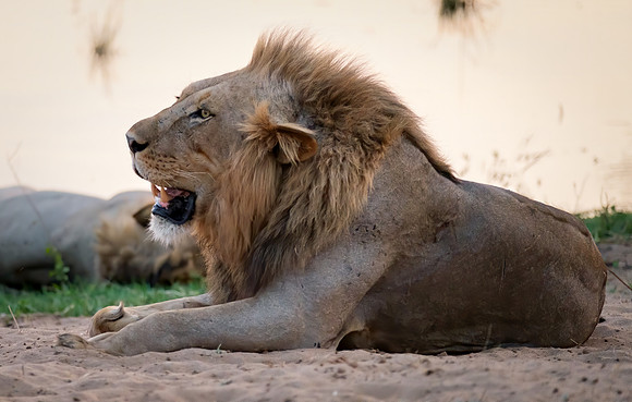The King at Sunset