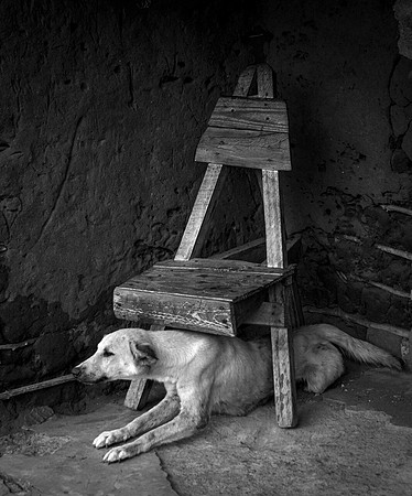 Village Dog