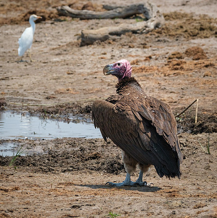 Lappet-Faced Vulture