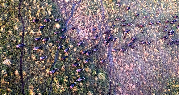 Buffalo Herd From a Hot Air Balloon