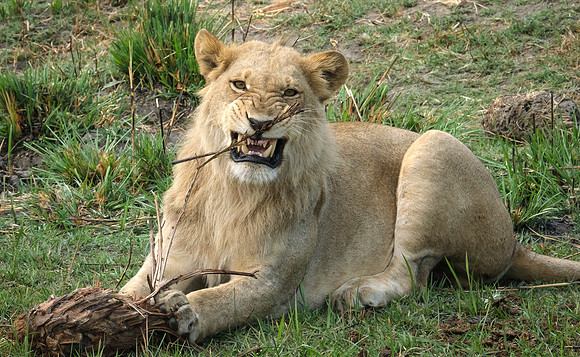 Flossing