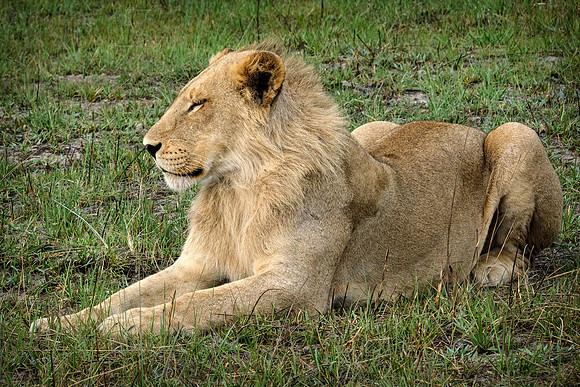 Royalty