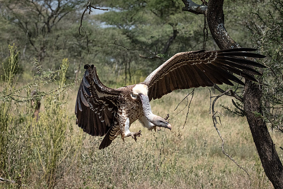 Ruppell's Griffon Vulture Landing
