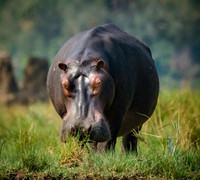 Hippo Hippo
