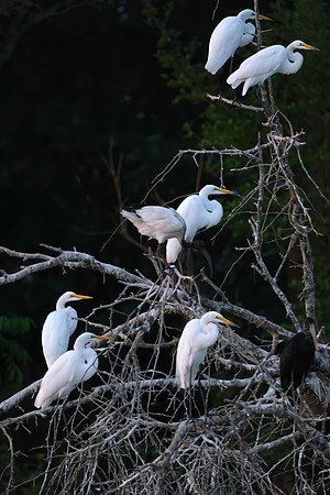 Avian Arrangement