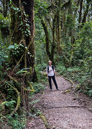 Sara in the Jungle