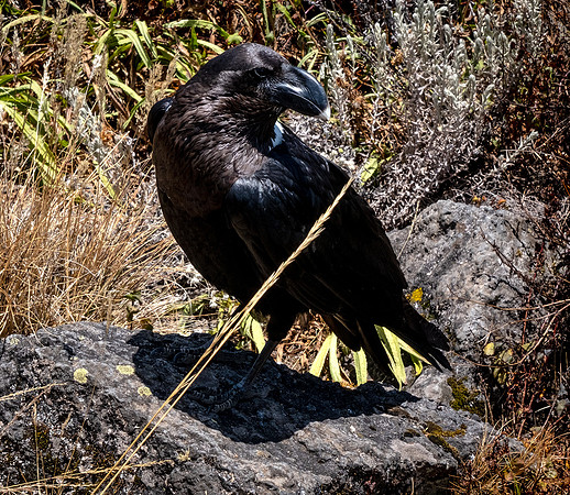 White Maned Raven