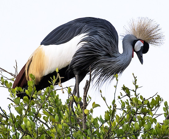 Grey Crowned Crane