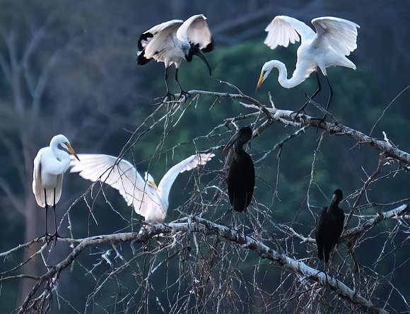 Wings on the Zambezi River