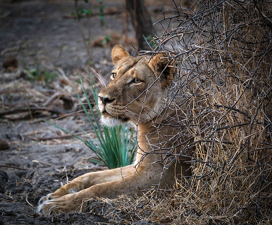 Lioness watching her cubs