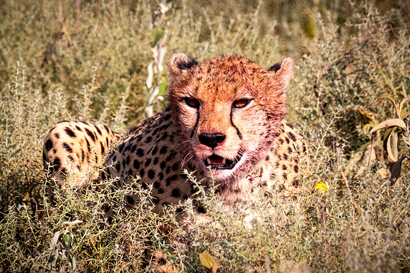 Third Brother Cheetah
