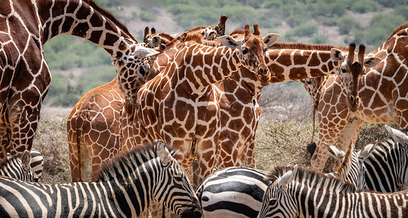 Morning Waterhole, Tumaren Camp, Kenya