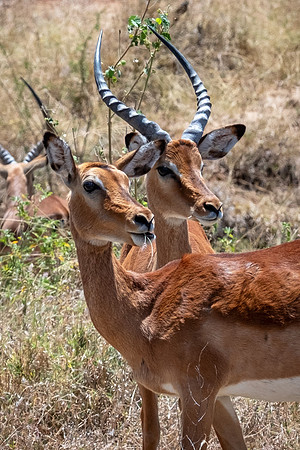 Impala, Tumaren Camp, Kenya