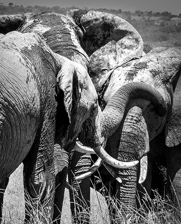 Gordian knot, Mara North Conservancy