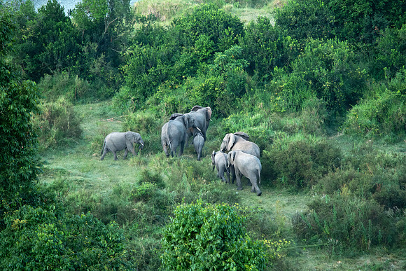 Herd From a Hot Air Balloon