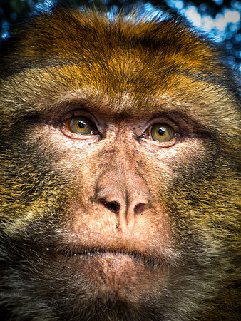 Darwin