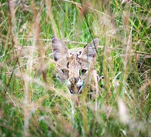Serval Cat