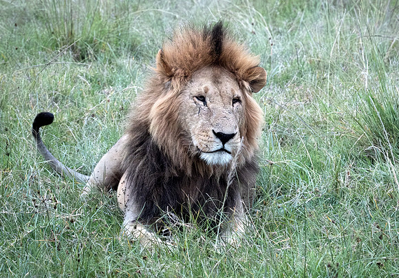Male Lion at Sunset