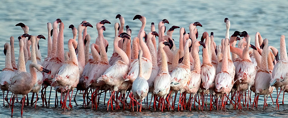 Flamingo Shuffle