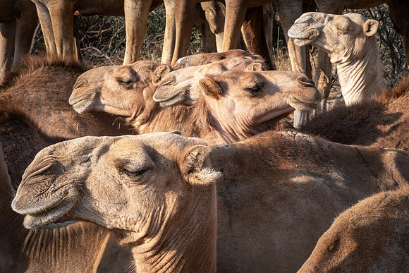 Camel Creche - Karisia Walking Safaris, Kenya