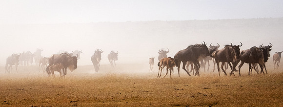 Stampede