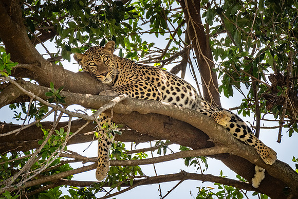 Leopard Resting