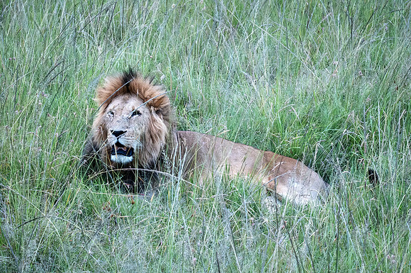 Male Lion at Sunset