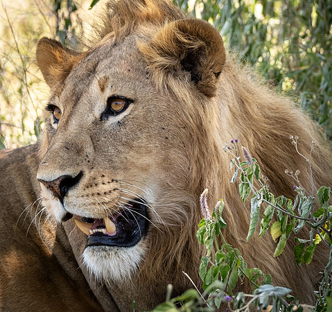 Young Male Lion Resting
