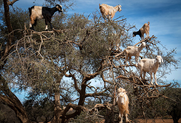 Goat Arch