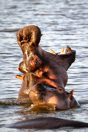 Momma Hippo With her Baby