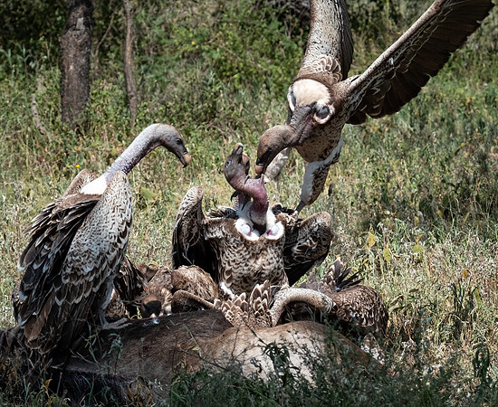 Ruppell's Griffon Vultures on a Natural Carcass